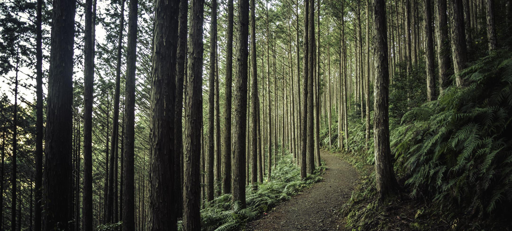 Can your finance team see the forest and the trees?